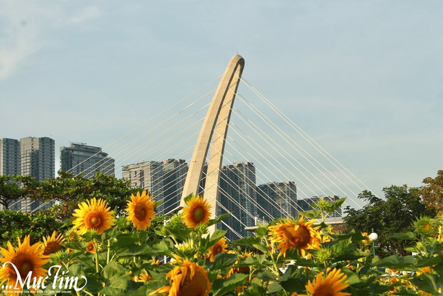 Vườn hoa hướng dương rực vàng bên bờ sông Sài Gòn, thu hút khách check in - Ảnh 2.