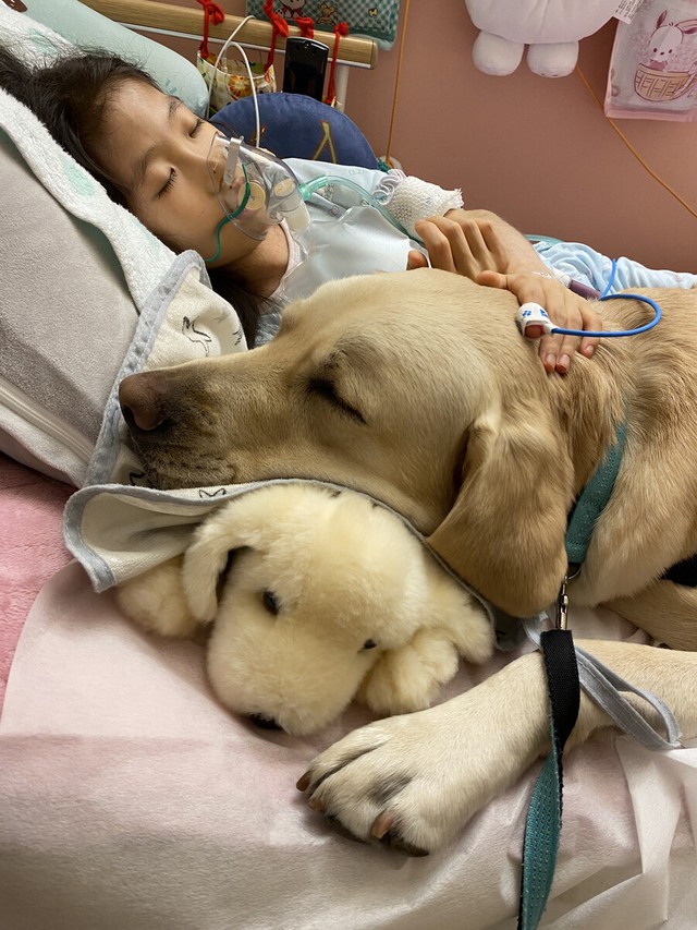 Facility dogs comfort hospitalized children in Japan- Ảnh 1. Facility dogs comfort hospitalized children in Japan- Ảnh 1.