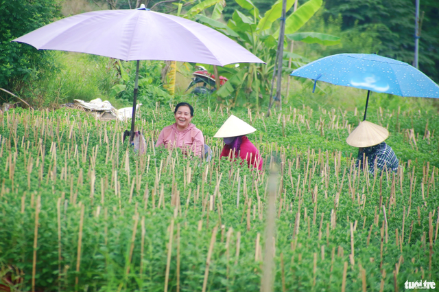 Ho Chi Minh City’s flower village bustles ahead of 2026 Lunar New Year
- Ảnh 4. Ho Chi Minh City’s flower village bustles ahead of 2026 Lunar New Year
- Ảnh 4.