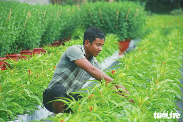 Ho Chi Minh City’s flower village bustles ahead of 2026 Lunar New Year
- Ảnh 10. Ho Chi Minh City’s flower village bustles ahead of 2026 Lunar New Year
- Ảnh 10.