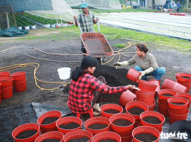 Ho Chi Minh City’s flower village bustles ahead of 2026 Lunar New Year
- Ảnh 11. Ho Chi Minh City’s flower village bustles ahead of 2026 Lunar New Year
- Ảnh 11.
