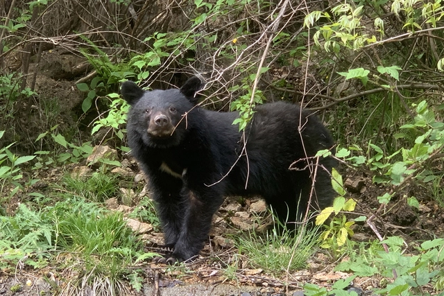Japan sees record 47,000 Asian black bear sightings in April-November - Ảnh 1.