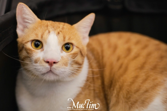 Trend tạo ảnh len bông phủ sóng TikTok, bạn đã thử chưa? - Ảnh 2.