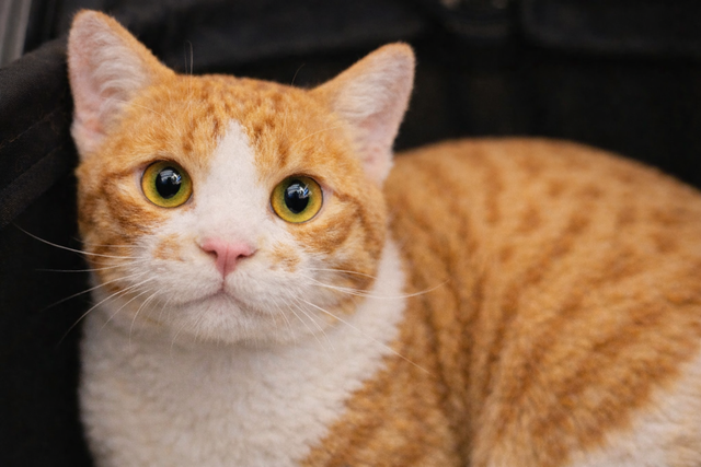 Trend tạo ảnh len bông phủ sóng TikTok, bạn đã thử chưa? - Ảnh 3.