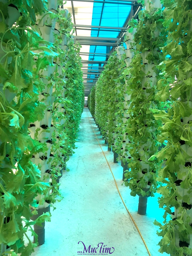 Ghé Đồng Tháp nhớ check in Suối Gạo miễn phí - Ảnh 4.