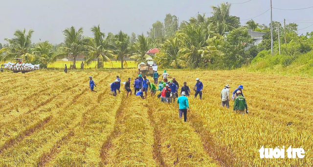 Vietnam’s Mekong Delta residents hunt rice field rats during harvest season - Ảnh 2.