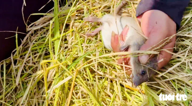 Vietnam’s Mekong Delta residents hunt rice field rats during harvest season - Ảnh 4.