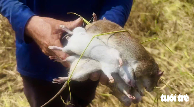 Vietnam’s Mekong Delta residents hunt rice field rats during harvest season - Ảnh 5.