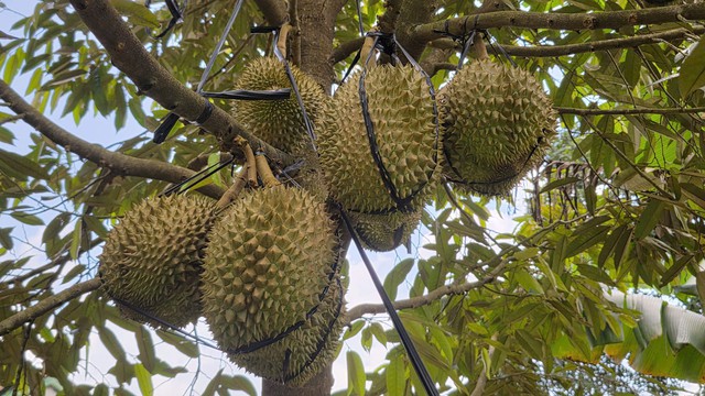 Quang Tri farmers test durian growing, with promising early results - Ảnh 1.