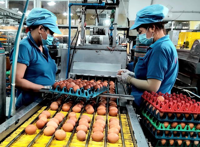 Vietnamese livestock farmers squeezed by rising feed costs, weak meat and egg prices - Ảnh 1.