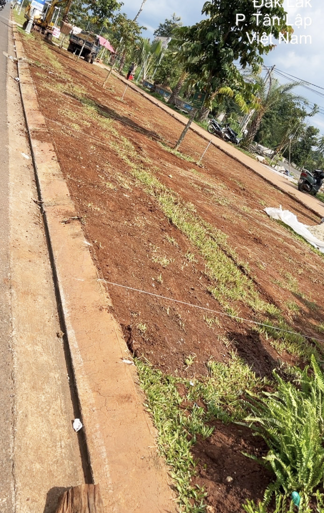 Vietnam café owner fined $483 for unauthorized sidewalk tree planting- Ảnh 4.