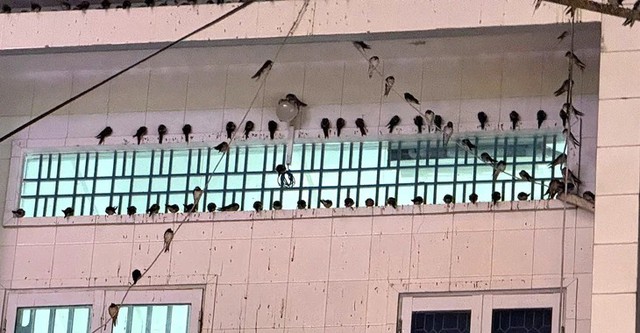 In this Vietnamese city, arrival of swallows brings both good fortune and cleaning challenges - Ảnh 1.