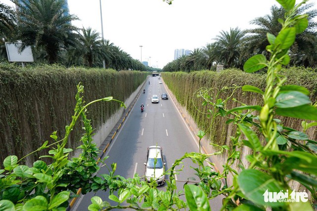 Hanoi plans 1 main tree species for each street - Ảnh 1.
