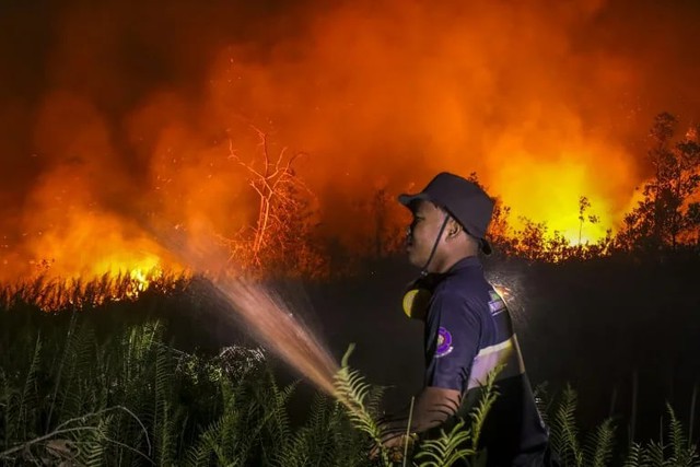 Damaged and drained, Indonesia's peatlands go up in smoke- Ảnh 1.