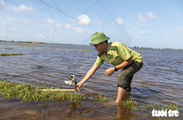 Wild bird traps spread across flooded fields in Vietnam’s Quang Tri - Ảnh 2.
