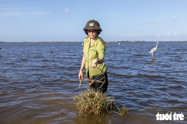 Wild bird traps spread across flooded fields in Vietnam’s Quang Tri - Ảnh 4.