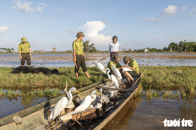 Wild bird traps spread across flooded fields in Vietnam’s Quang Tri - Ảnh 7.