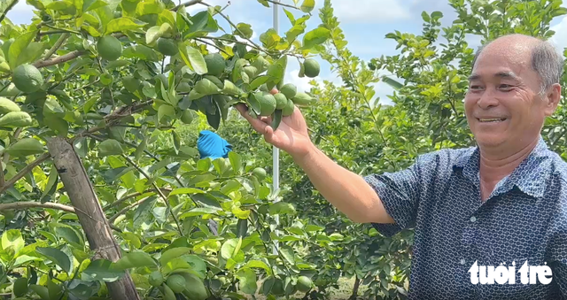 Vietnam's Dong Thap farmers export hundreds of tonnes of seedless limes to Europe annually- Ảnh 1.