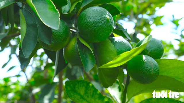 Vietnam's Dong Thap farmers export hundreds of tonnes of seedless limes to Europe annually- Ảnh 2.