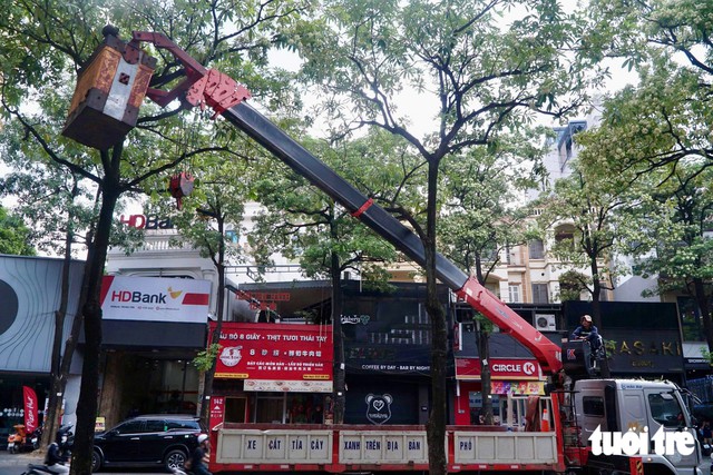Hanoi trims back milkweed flowers after complaints over strong scents - Ảnh 1.