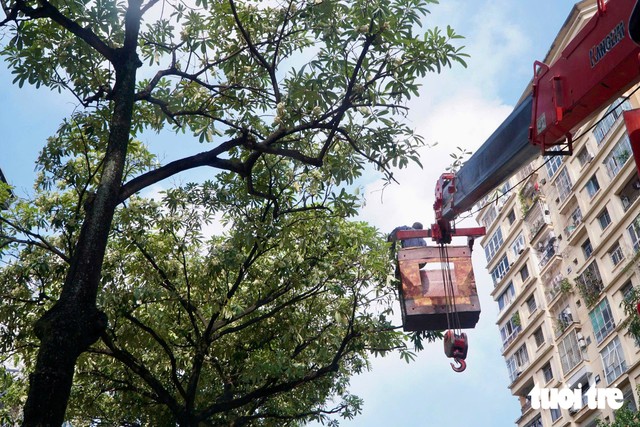 Hanoi trims back milkweed flowers after complaints over strong scents - Ảnh 2.