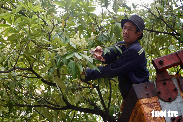 Hanoi trims back milkweed flowers after complaints over strong scents - Ảnh 3.