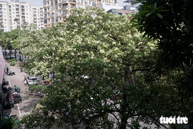 Hanoi trims back milkweed flowers after complaints over strong scents - Ảnh 9.