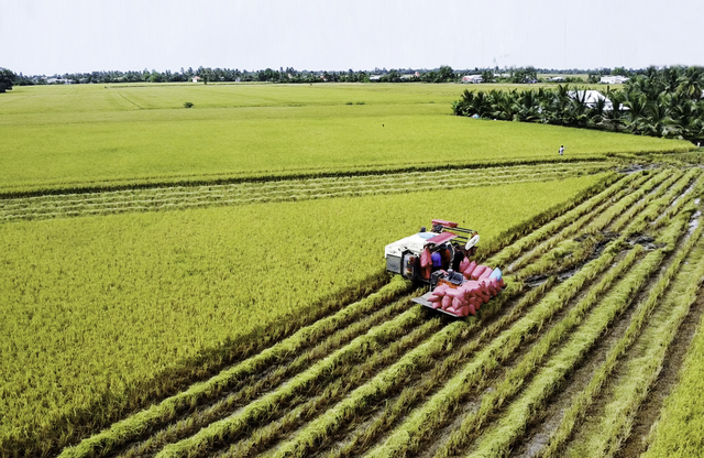 Vietnam ministry proposes expanding low-emission rice scheme across entire Mekong Delta- Ảnh 1.