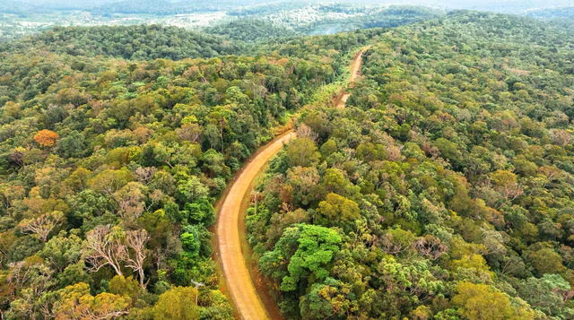 Vietnam's Quang Ngai eyes carbon credit revenue from 826,000 hectares of forest- Ảnh 1.