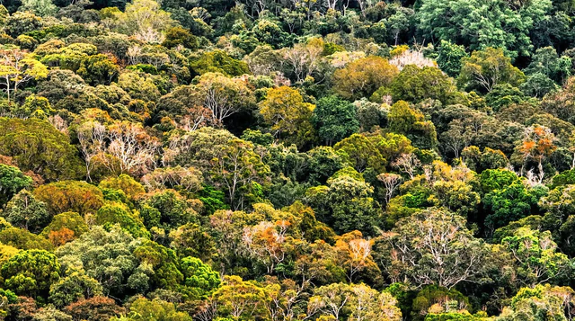 Vietnam's Quang Ngai eyes carbon credit revenue from 826,000 hectares of forest- Ảnh 3.