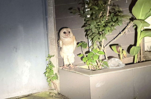 Owl with clipped wings, unable to fly, gets stranded in Ho Chi Minh City alley for 3 days- Ảnh 1.
