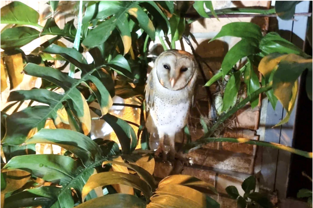 Owl with clipped wings, unable to fly, gets stranded in Ho Chi Minh City alley for 3 days- Ảnh 2.