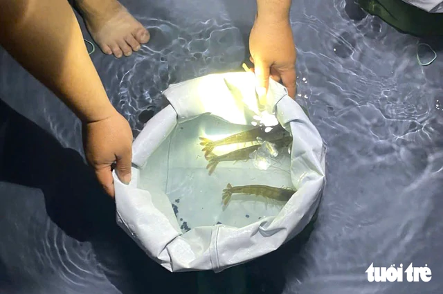 Vietnam faces major challenges in achieving self-sufficiency in shrimp seed - Ảnh 1.
