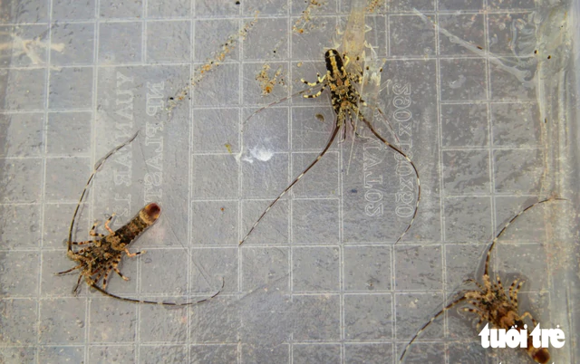 Vietnam faces major challenges in achieving self-sufficiency in shrimp seed - Ảnh 2.