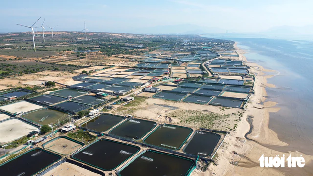 Vietnam faces major challenges in achieving self-sufficiency in shrimp seed - Ảnh 4.