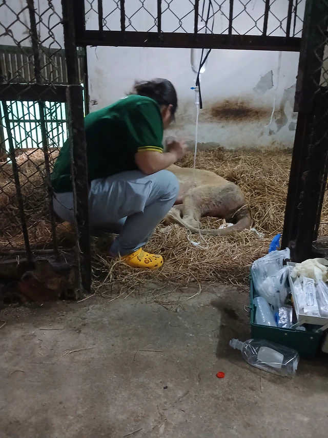 Beloved lion Mimi dies after 16 years at Saigon Zoo - Ảnh 2.