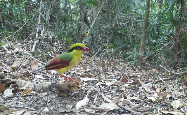 35 new bird species recorded in Vietnam's nature reserve, including rare eagles, hornbills- Ảnh 1.