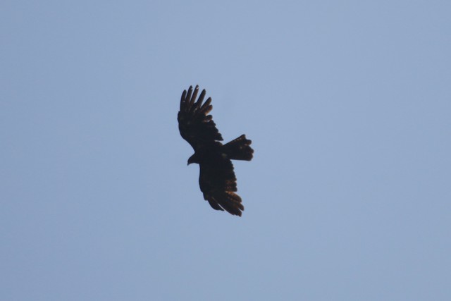 35 new bird species recorded in Vietnam's nature reserve, including rare eagles, hornbills- Ảnh 2.