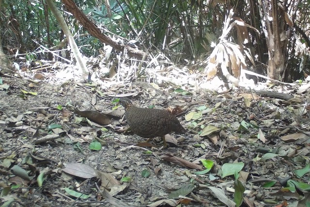 35 new bird species recorded in Vietnam's nature reserve, including rare eagles, hornbills- Ảnh 3.