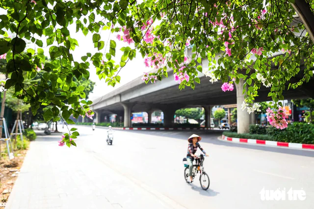 Hanoi adds greenery to urban railway pillars, underpasses, flyovers- Ảnh 13.
