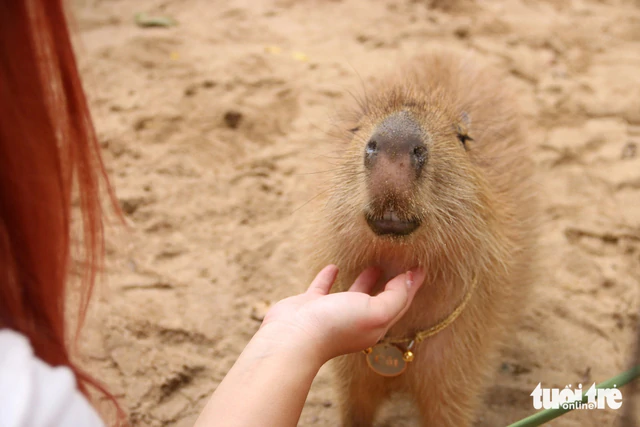 ‘I Love You’: Saigon Zoo welcomes three adorable baby capybaras - Ảnh 2.