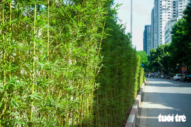 Hanoi adds greenery to urban railway pillars, underpasses, flyovers- Ảnh 4.