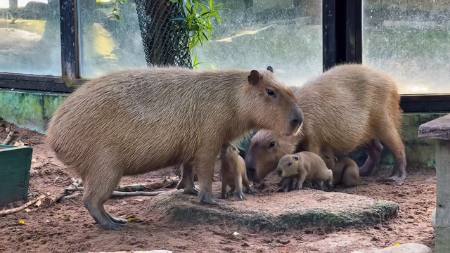 ‘I Love You’: Saigon Zoo welcomes three adorable baby capybaras - Ảnh 1.