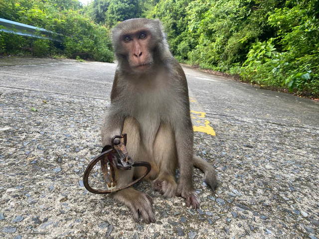 Wild monkey killed by vehicle on Vietnam's Son Tra Peninsula after being lured with banana - Ảnh 1.