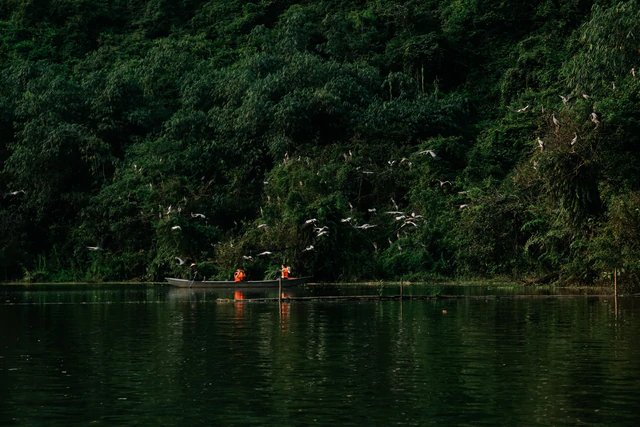 Ninh Binh beyond the usual sights: Spot thousands of birds at northern Vietnam’s largest natural bird park- Ảnh 1.