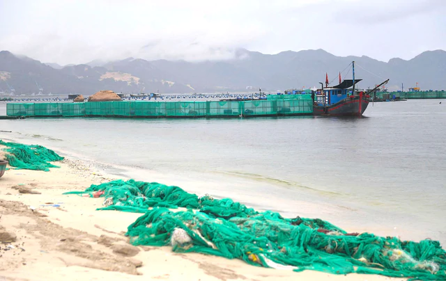 Lobster-farming waste blankets scenic beach in Vietnam’s Cam Ranh Bay - Ảnh 2.