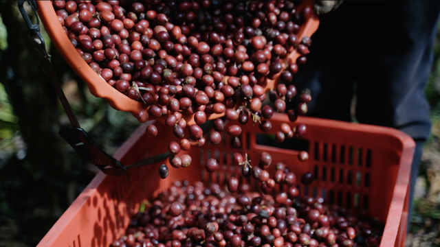 How can Vietnamese Robusta coffee become Fine Robusta?- Ảnh 2.
