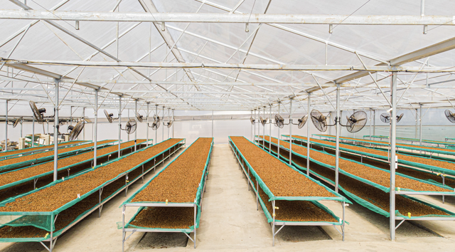 How can Vietnamese Robusta coffee become Fine Robusta?- Ảnh 3.
