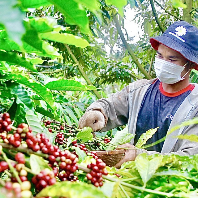 Vietnamese Robusta needs trust before it can build a global brand - Ảnh 3.