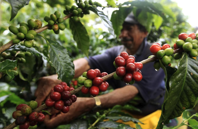 Vietnamese Robusta needs trust before it can build a global brand - Ảnh 1.